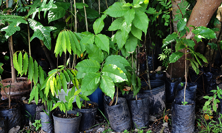 Fundação Municipal de Meio Ambiente irá doar mudas de árvores durante a Fecit