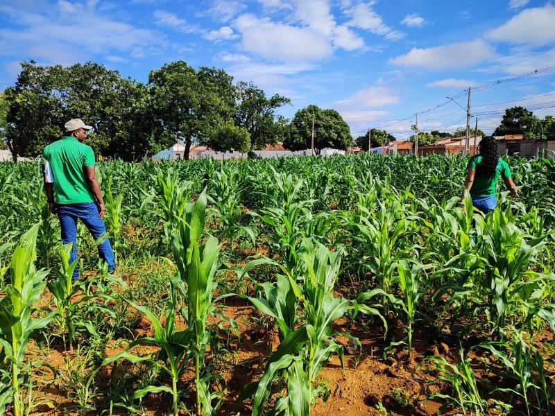 Projeto Germinar promove adubação de cobertura nas lavouras de milho das escolas