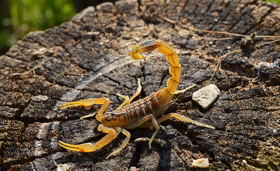 Bióloga alerta sobre aparição de insetos peçonhentos em Palmas durante período chuvoso