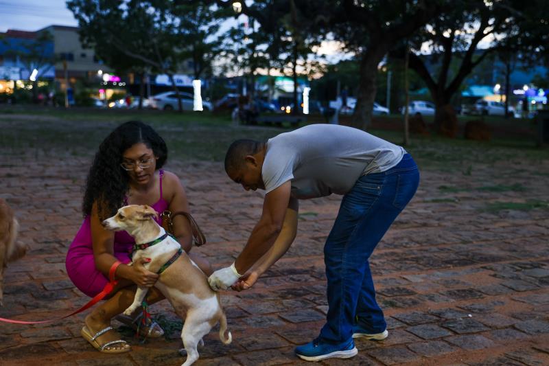 Vacinação antirrábica na zona urbana de Palmas começa na próxima segunda, 26