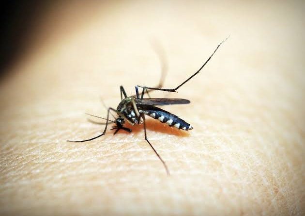 Brasil ultrapassa 920 mil casos prováveis de dengue em 2024