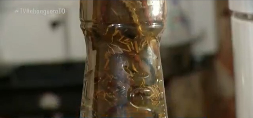 Moradora enche garrafa de álcool com escorpiões encontrados dentro de casa
