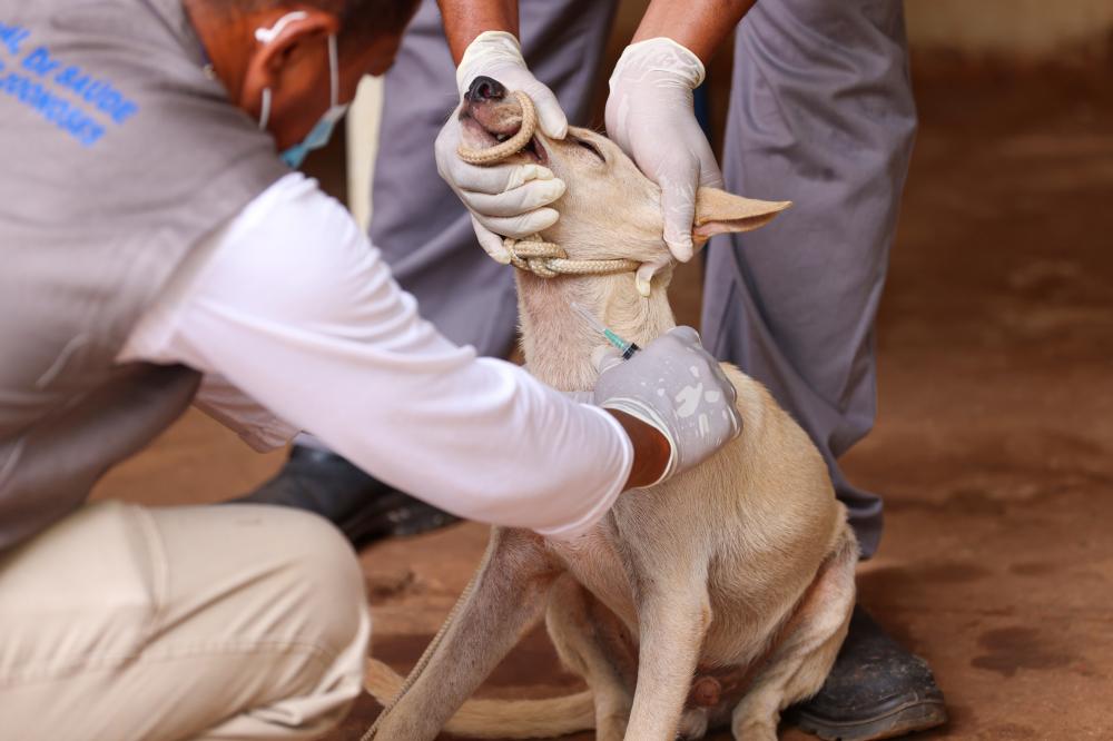 O pagamento é disponibilizado através de cartões das bandeiras Verocheque, Sodexo e Vólus, todo dia 10 de cada mês.