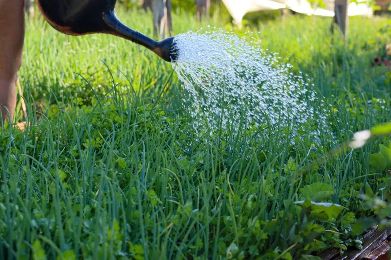 Palmas adere oficialmente ao Sistema Nacional de Segurança Alimentar e Nutricional