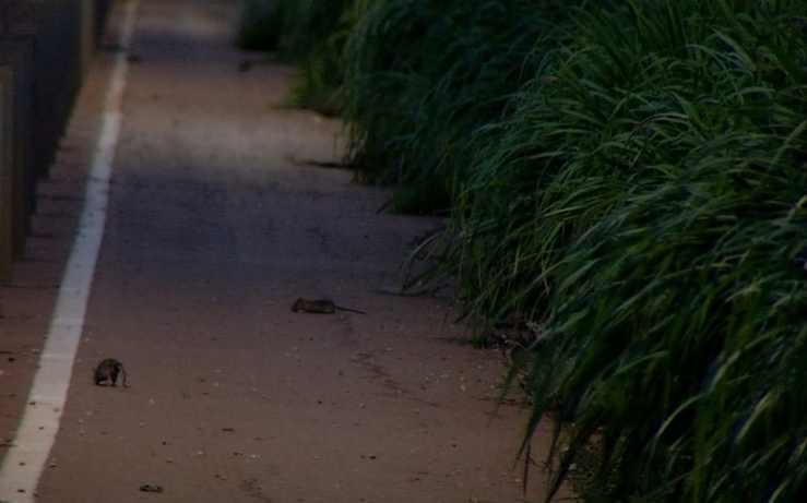 Ciclistas reclamam ao ter quer dividir espaço com ratos e aranhas na ponte da Amizade, cartão postal de Palmas