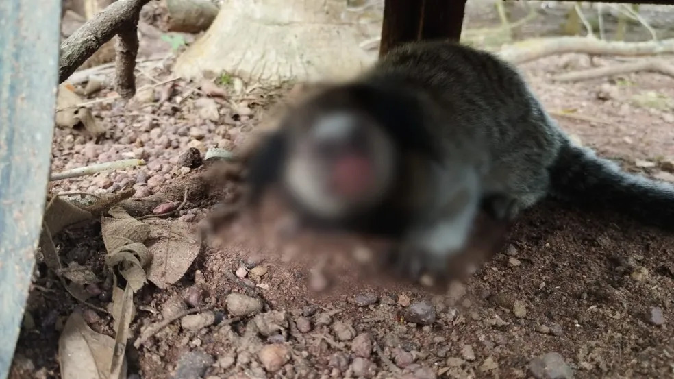 Morte de macacos causa preocupação em chacareiros na zona rural de Palmas por risco de febre amarela: 'Caem da árvore e não levantam'