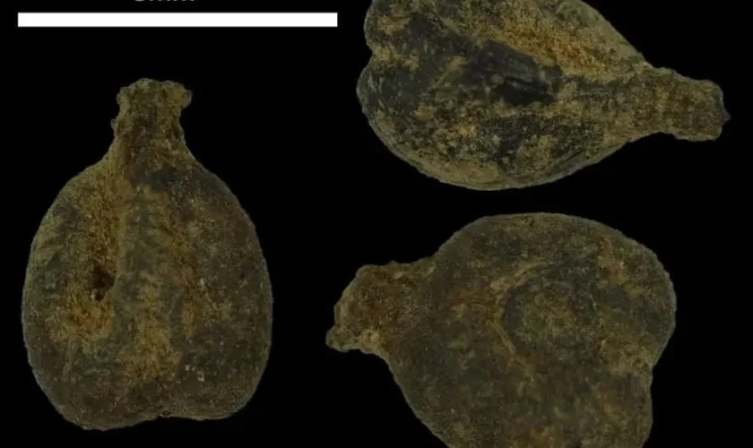 Arqueólogos israelenses descobrem sementes de uvas citadas na Bíblia